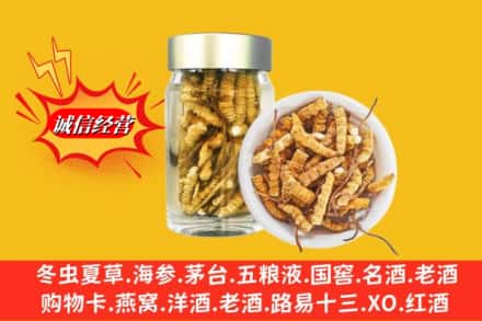 楚雄市求购回收散虫草